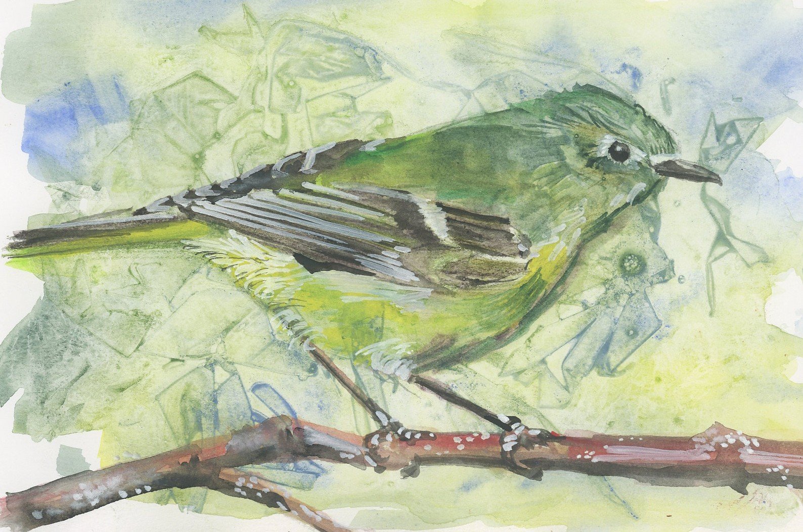 Green Warbler Sharon L Ciccone 2025.jpg
