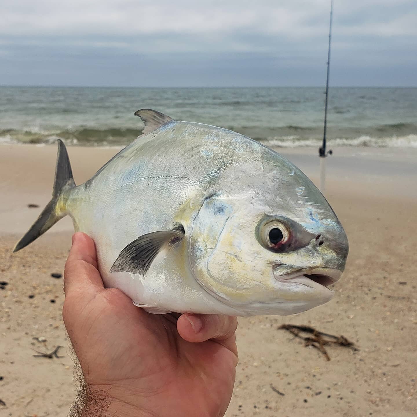 Its overcast on the beach but the Pompano are running between the first and second sandbar.  Dinner is taken care of tonight! #Seasaltnsoul #portsaintjoeflorida