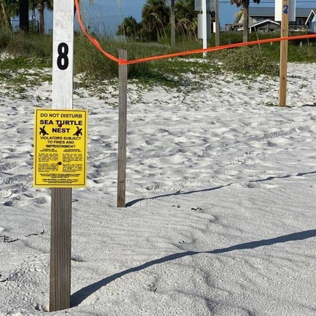 Love it when our long-time guest family @bankerhours1710 sends us monitoring pictures of our Beacon Hill sea turtle nest. I wonder when they'll hatch?  Maybe this week!