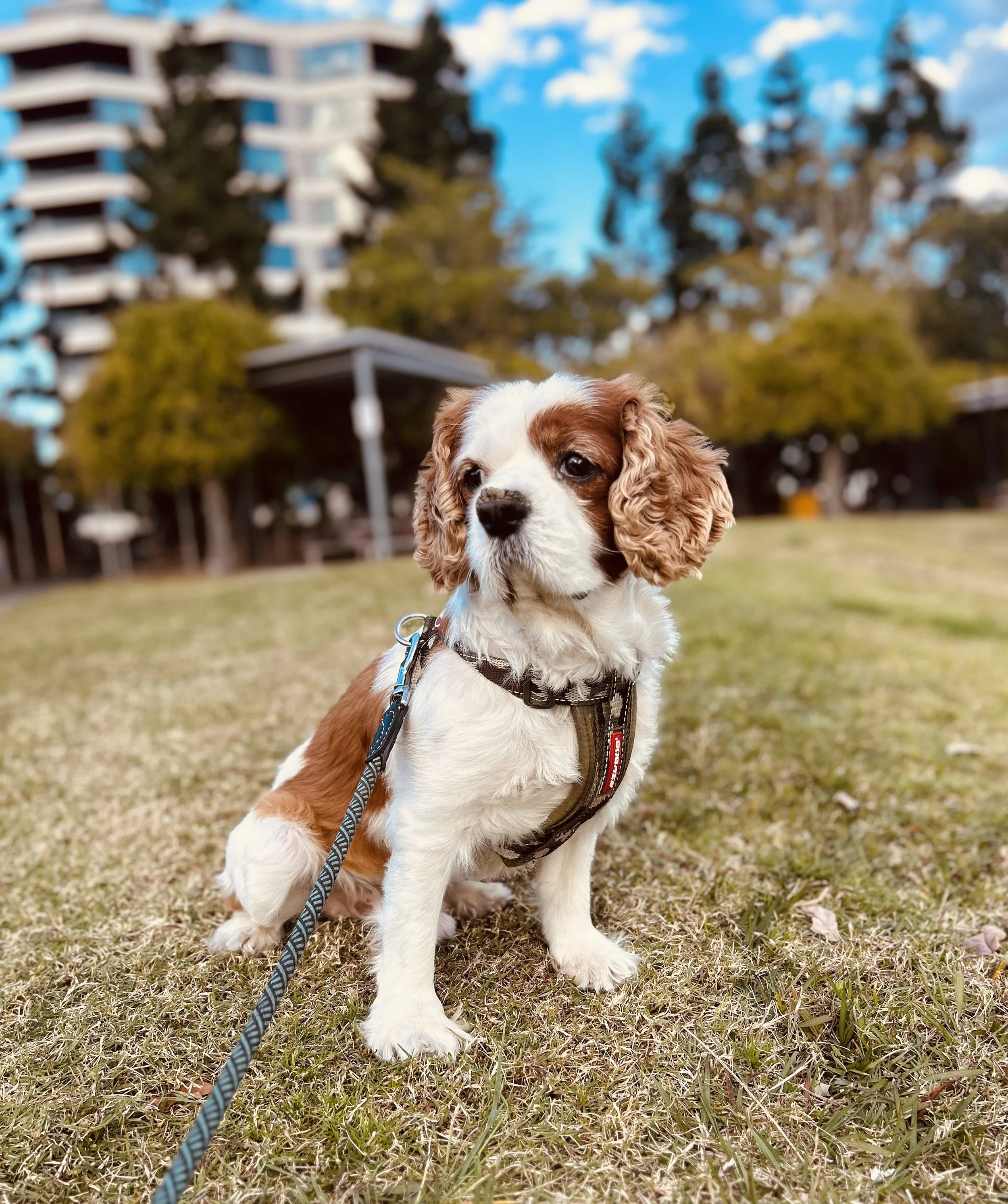 A cute puppy with brown and white fur sitting on grass in a park, wearing a harness and leash, with trees and a tall building in the background on a clear day.