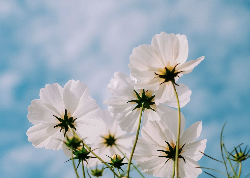 Screenshot 2025-08-30 at 4.04.44 PM.png