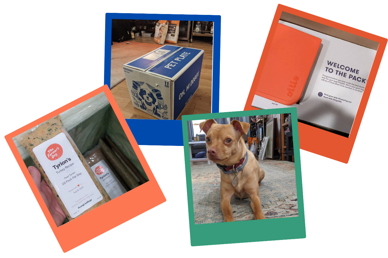 Fresh Dog Food Review Ollie, The Farmer's Dog, PetPlate, Nom Nom — The Bossy Sauce Career