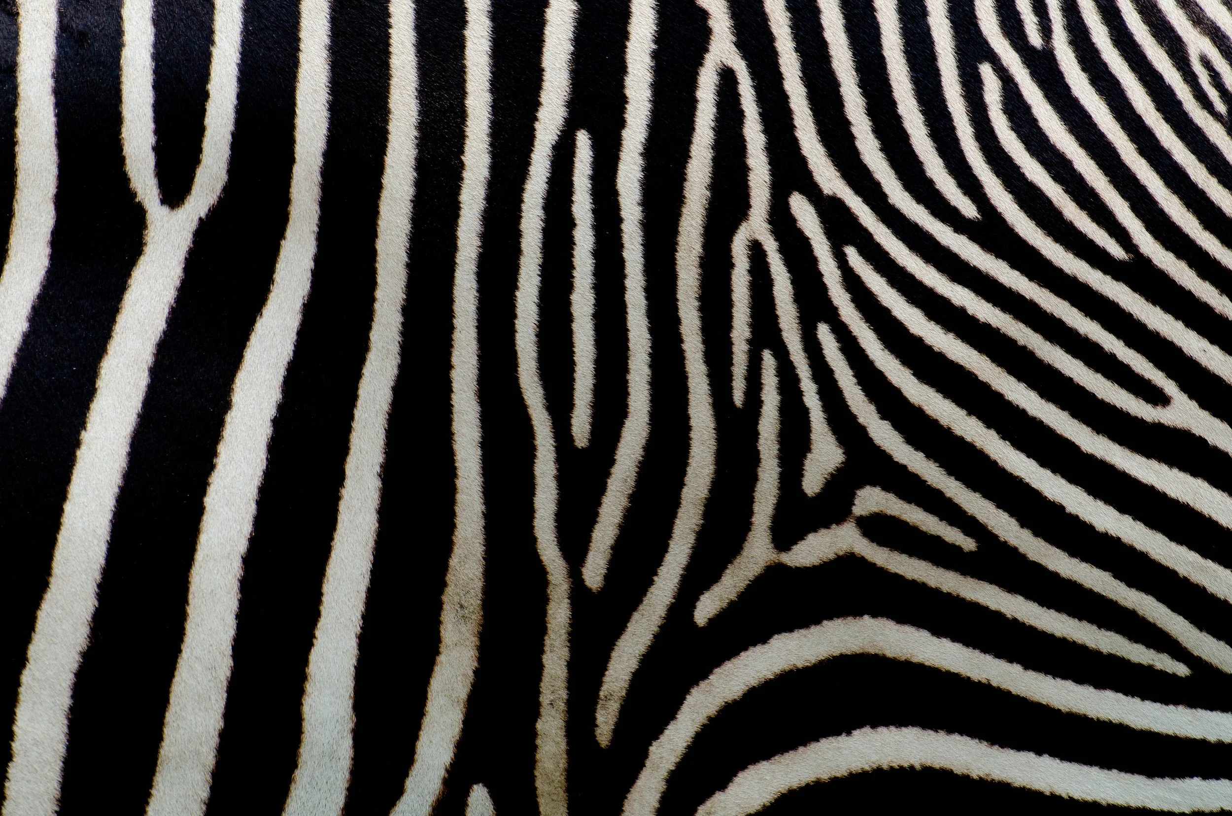 still.being.moved: Beast (51-minute playlist) 