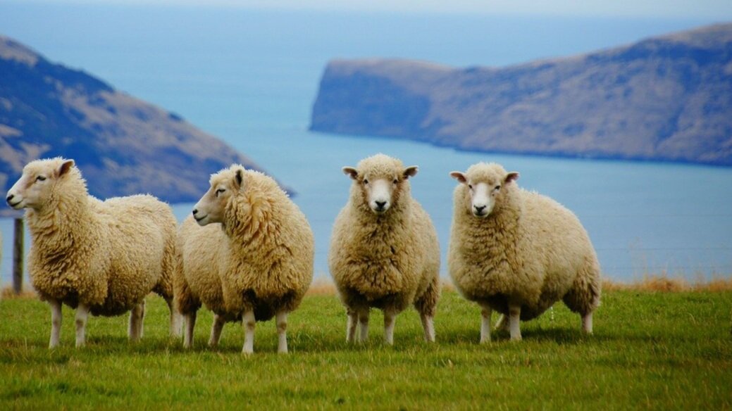 Digital Marketing Agency Tauranga