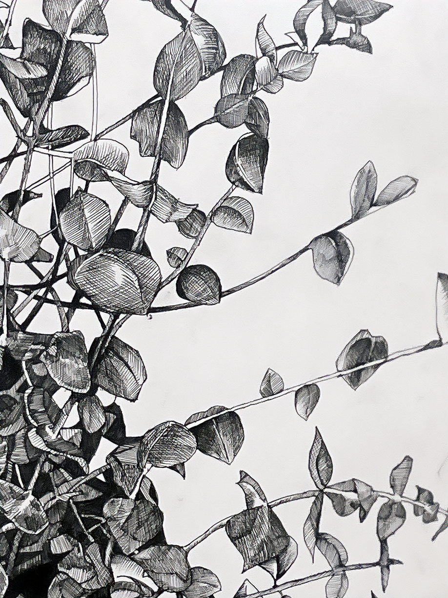 EUCULYPTIS DETAIL 2 - PEN ON PAPER.png