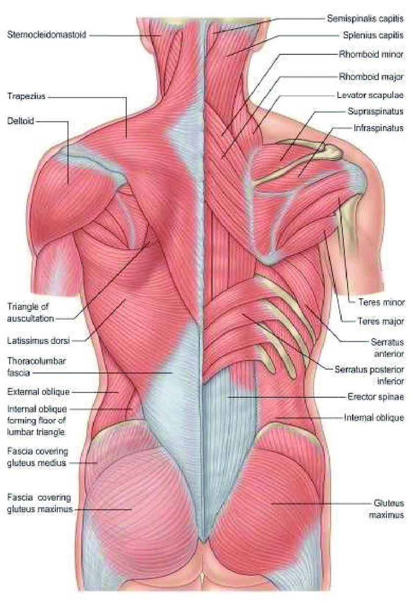 Core strengthening – Yes! Dieting – Nope. — Siobhan the Nurse