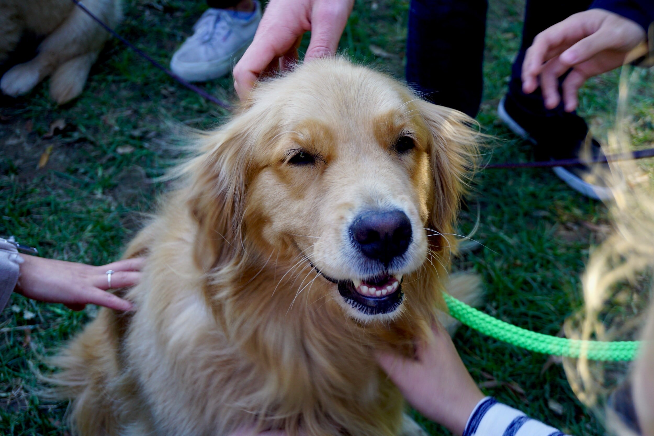 Retriever rescue cheap north west