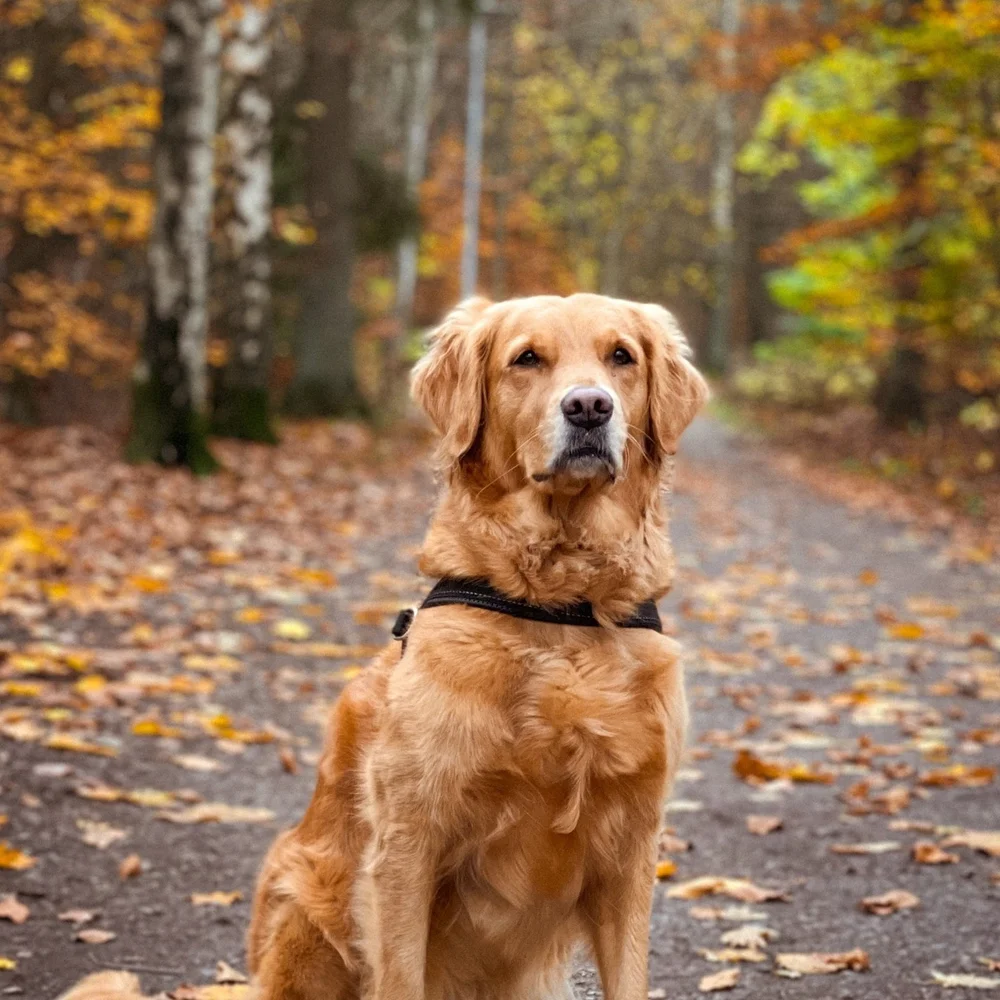 Adult Dog Adoption Fee — Golden Retriever Rescue of Wisconsin