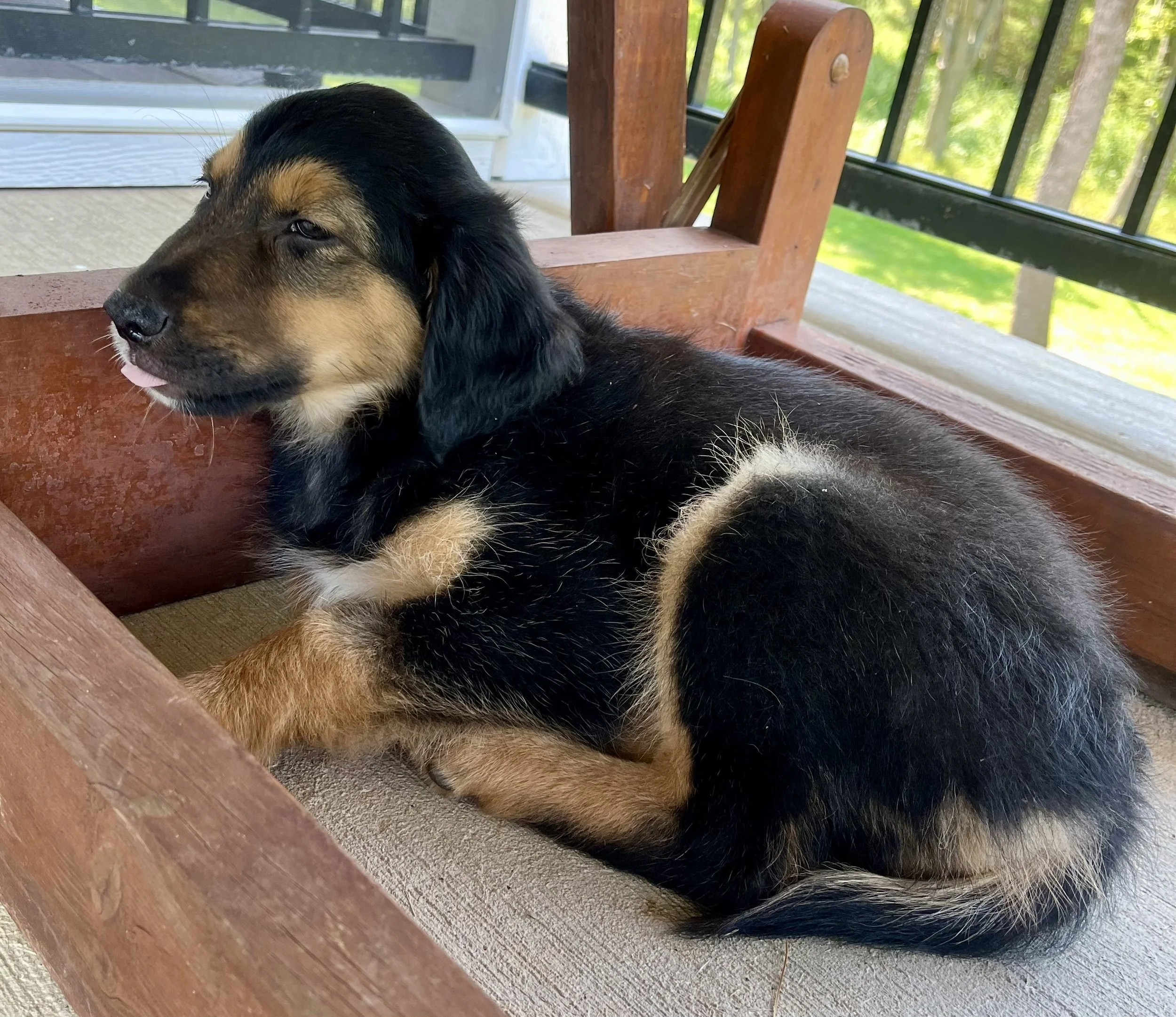 Doberman Golden Retriever Mix