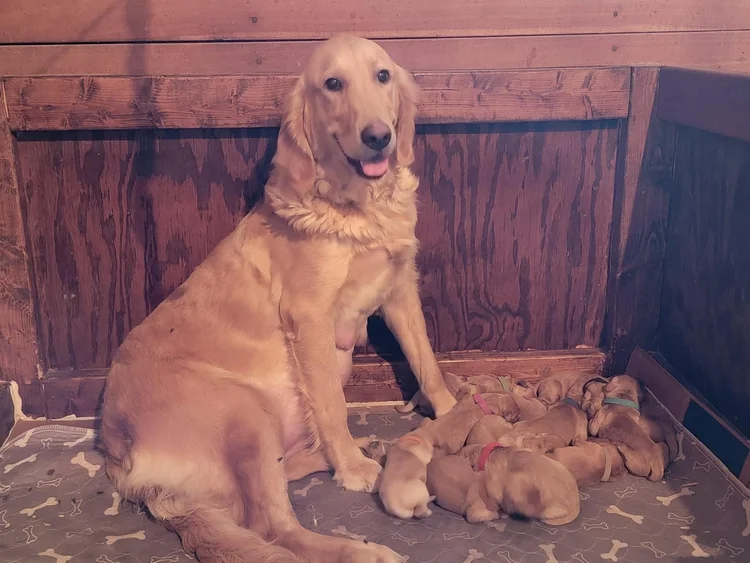 Roxy — Golden Retriever Rescue of Wisconsin