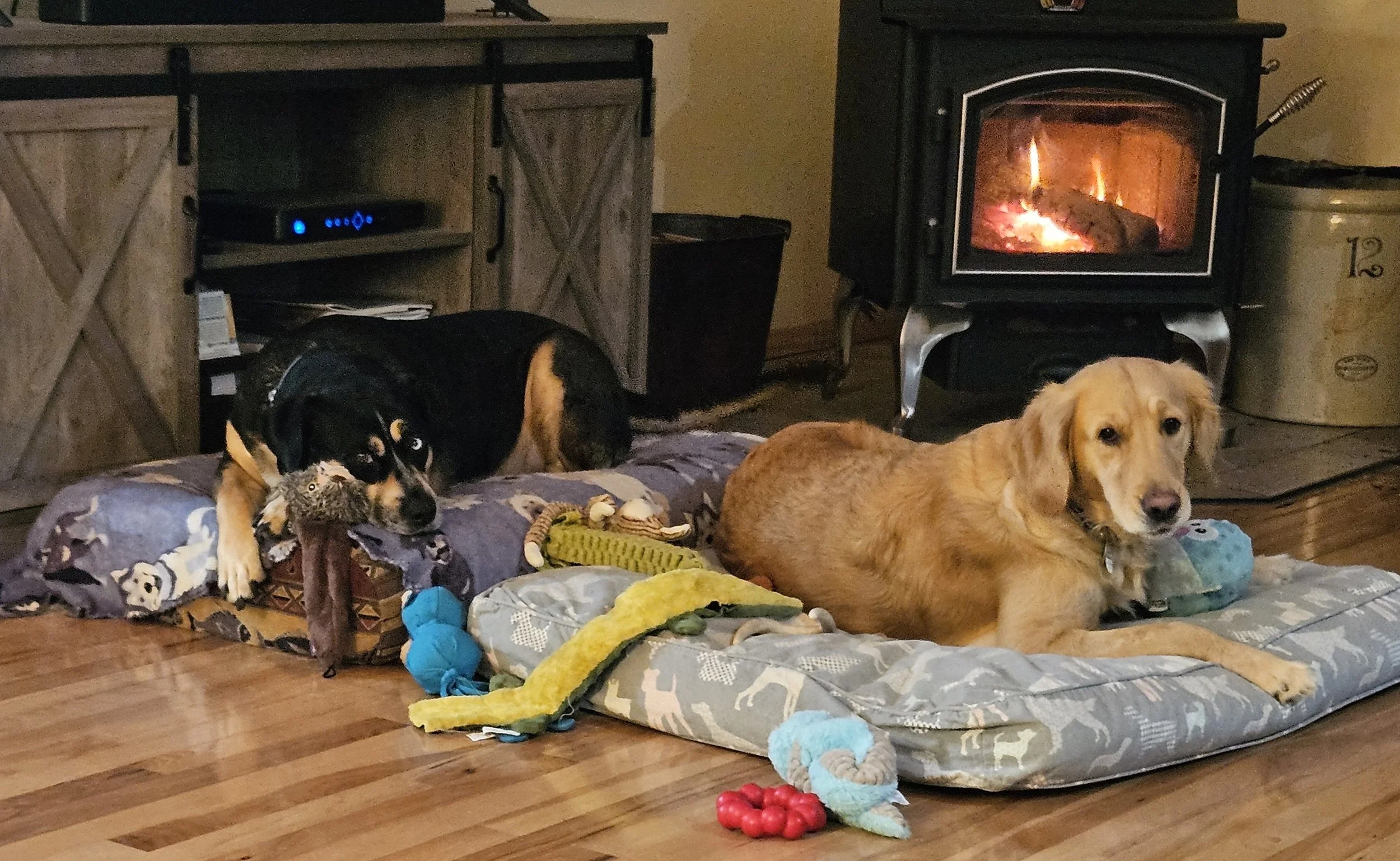 Roxy — Golden Retriever Rescue of Wisconsin