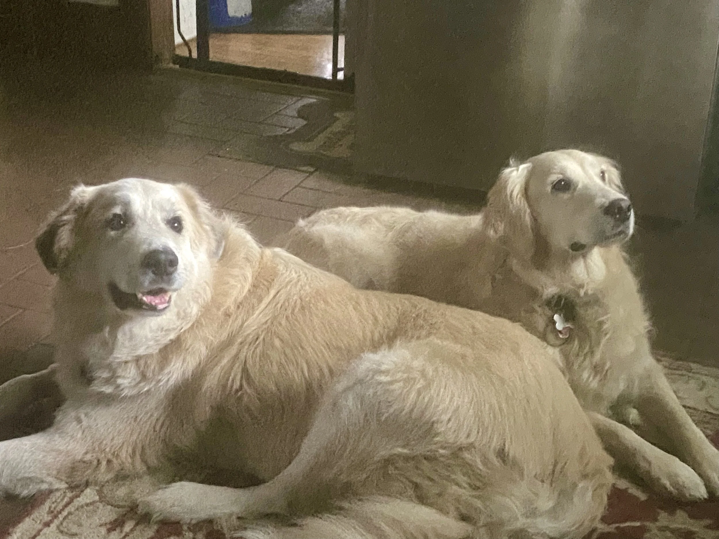 Roscoe — Golden Retriever Rescue of Wisconsin