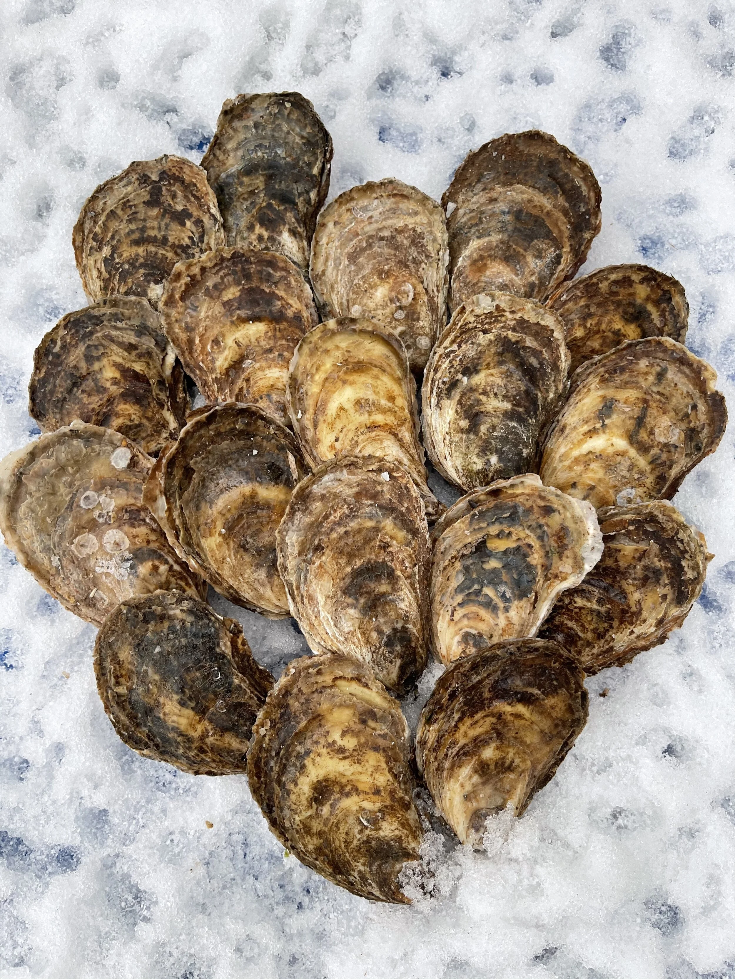 Valentine's Shucking Class