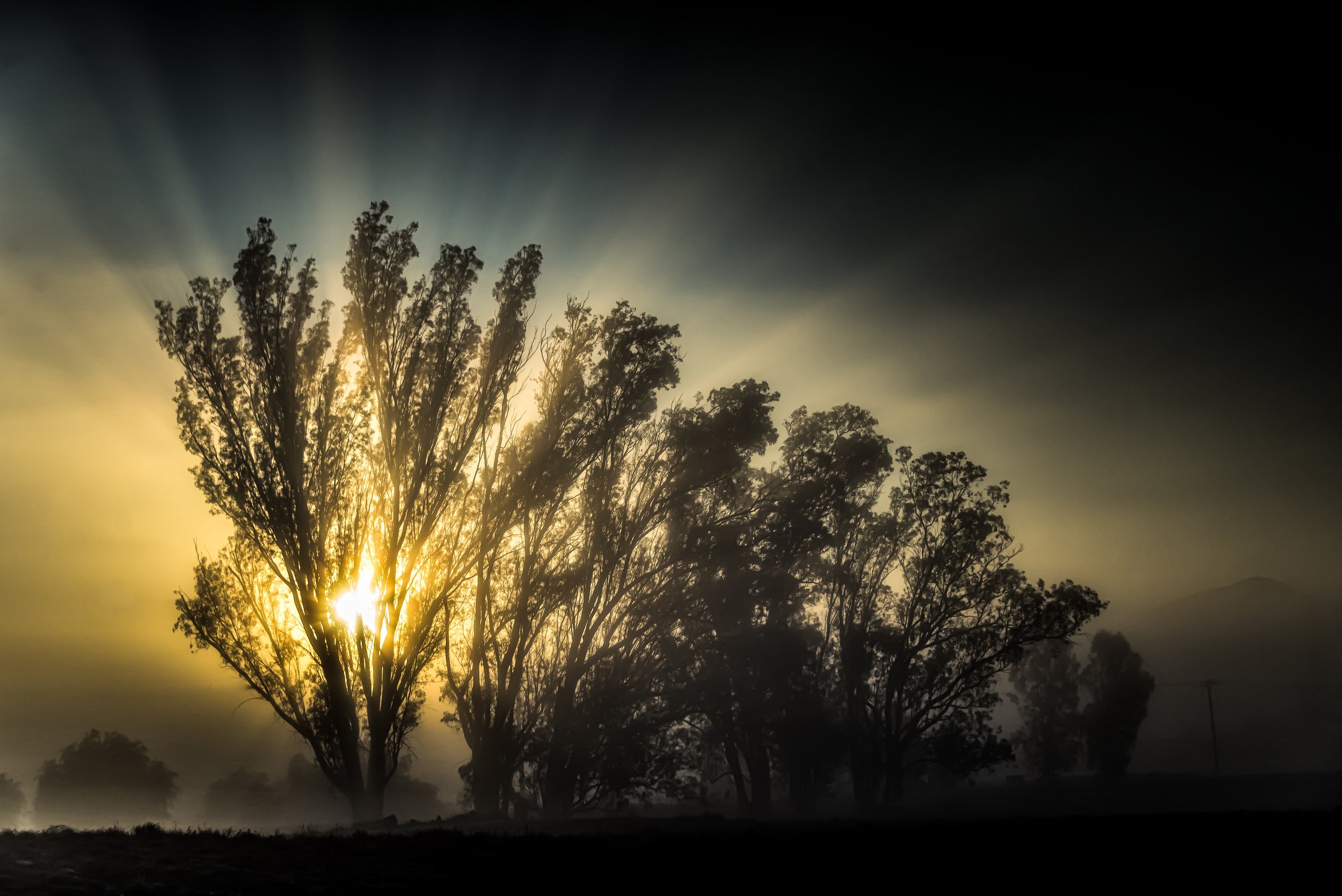 The Promise, Trees and sunbeams_.jpg