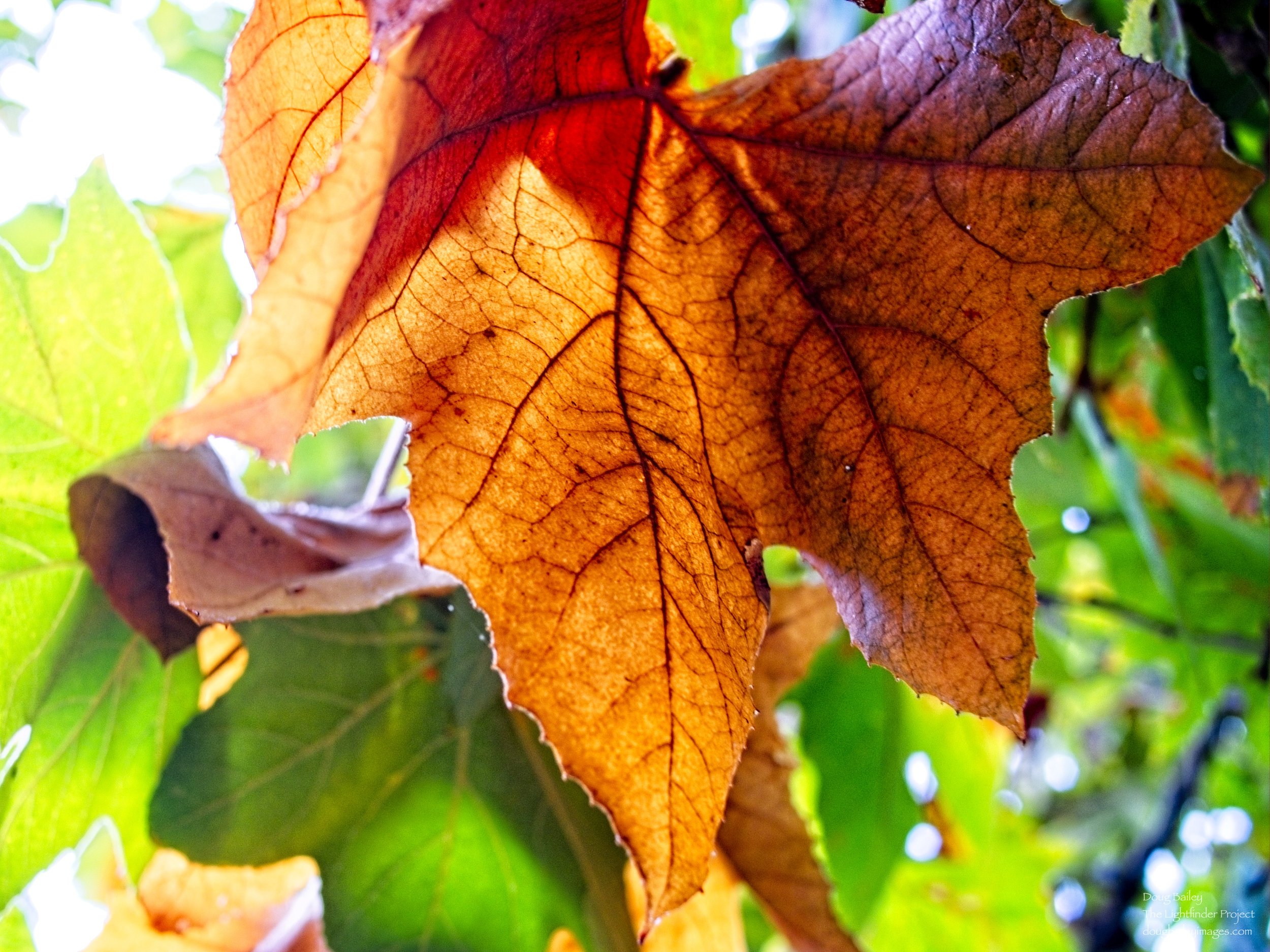 Fall Leaf.jpg