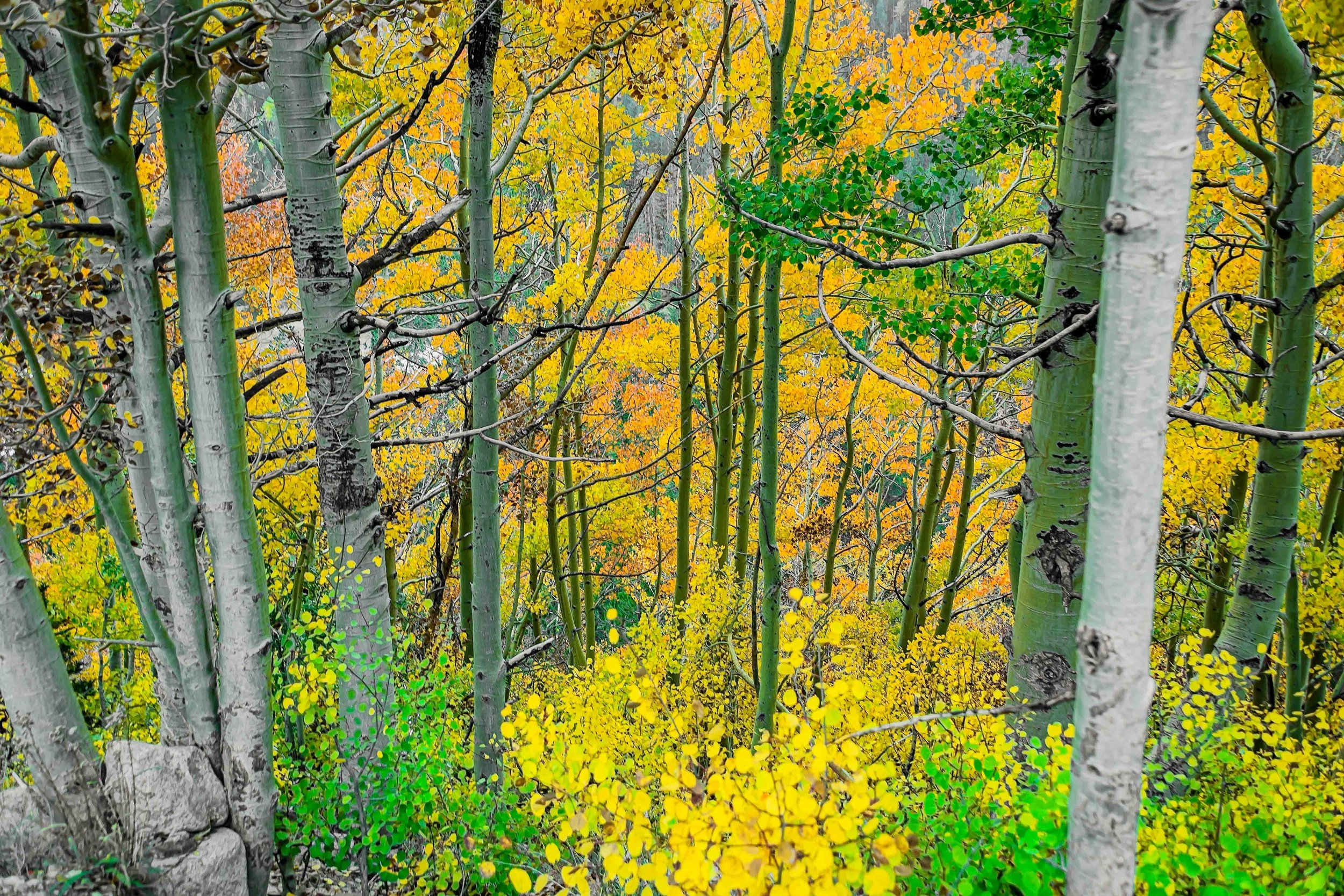 Fall of Aspen.jpg