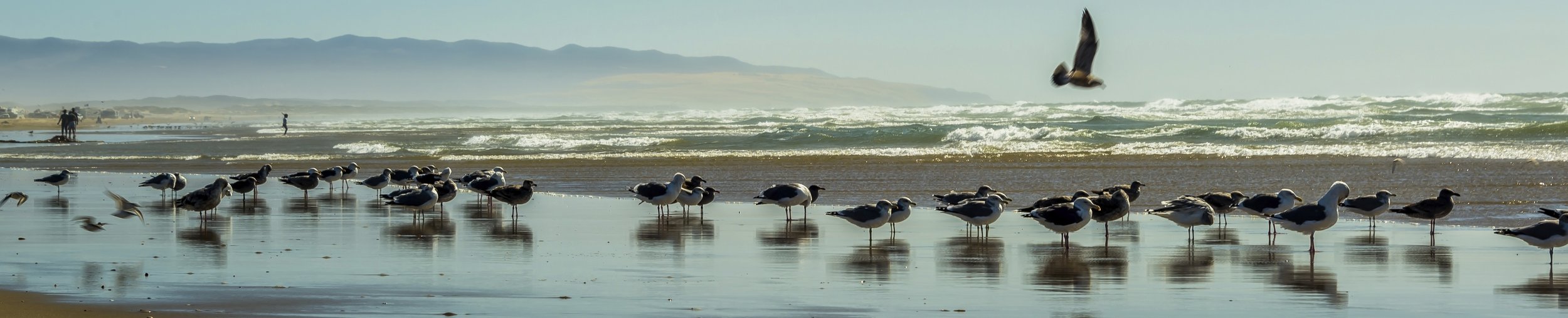 Gulls in a Row.jpg