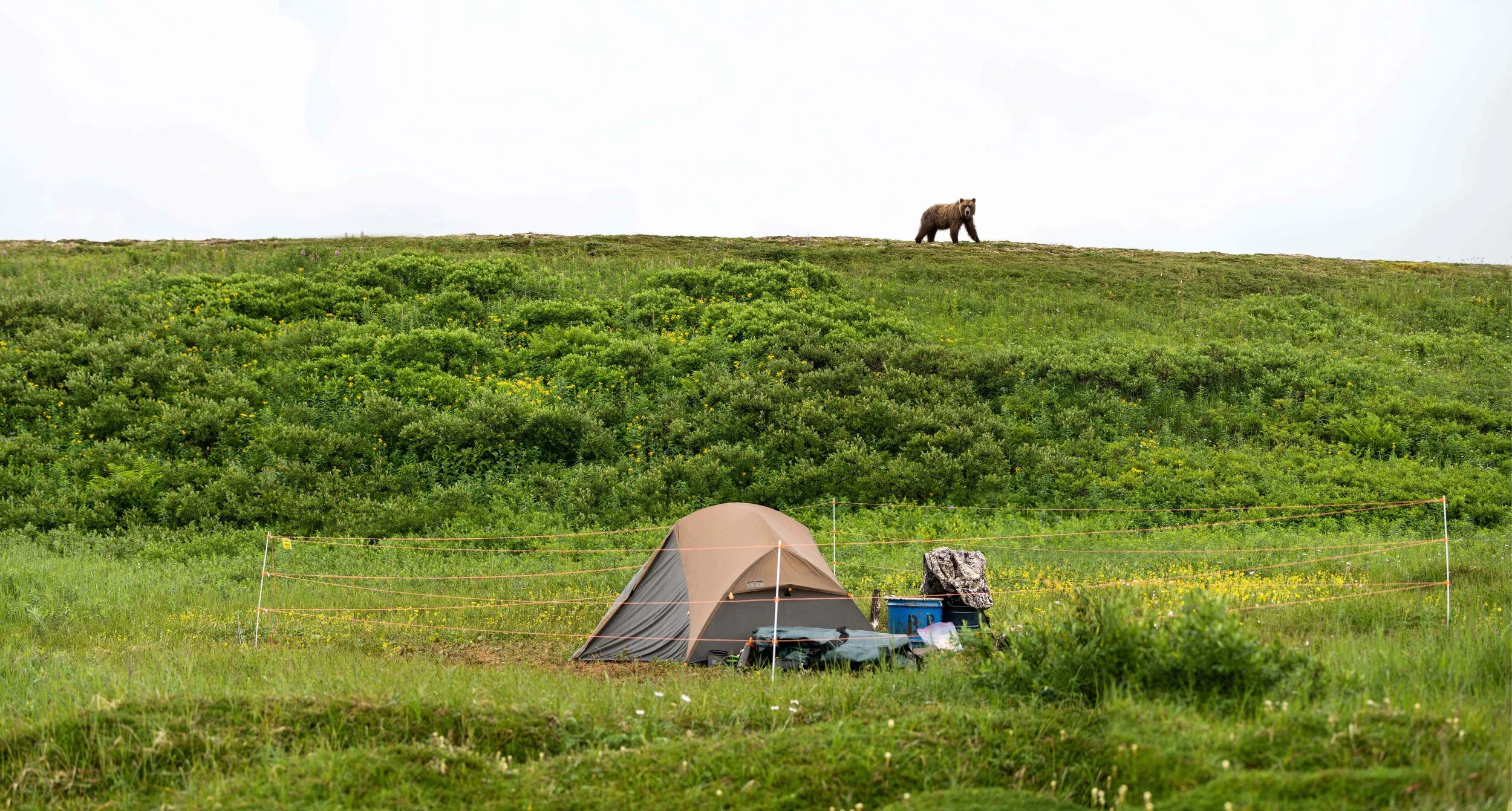 Bearwatch Systems Electric Bear Fence Portable and Lightweight
