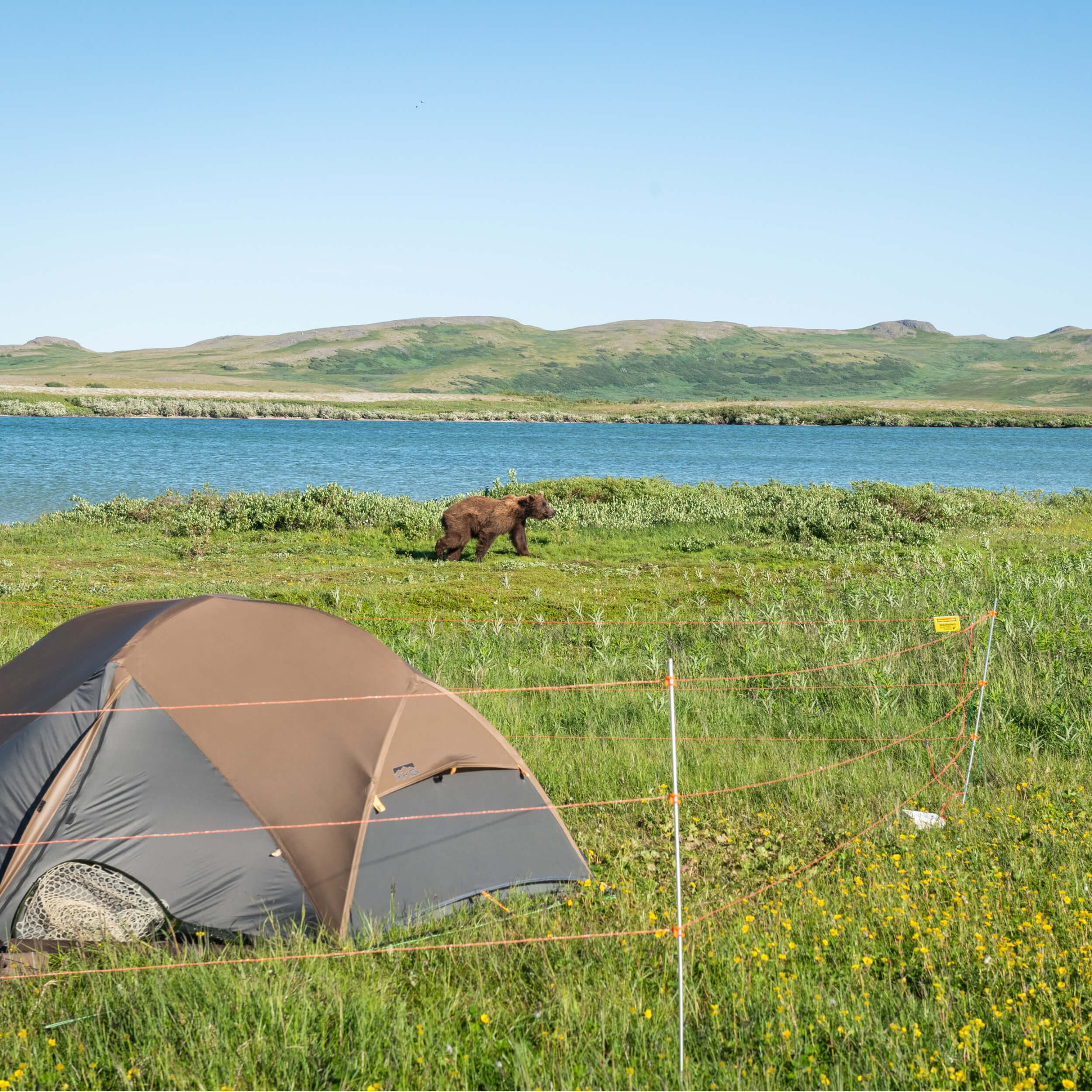 Bearwatch Wildlife Deterrent System — Bearwatch Systems Electric Bear