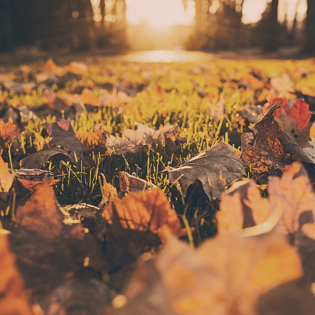 How You Can Still Participate in Rake Up Boise