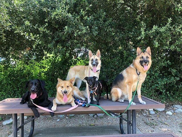 Getting back to hiking this week has been so much fun. I&rsquo;ve missed the pack! It&rsquo;s amazing how taking a break effects the dogs. Just one week of no hikes sets their training back a bit. But with a little time and effort they will be be bac