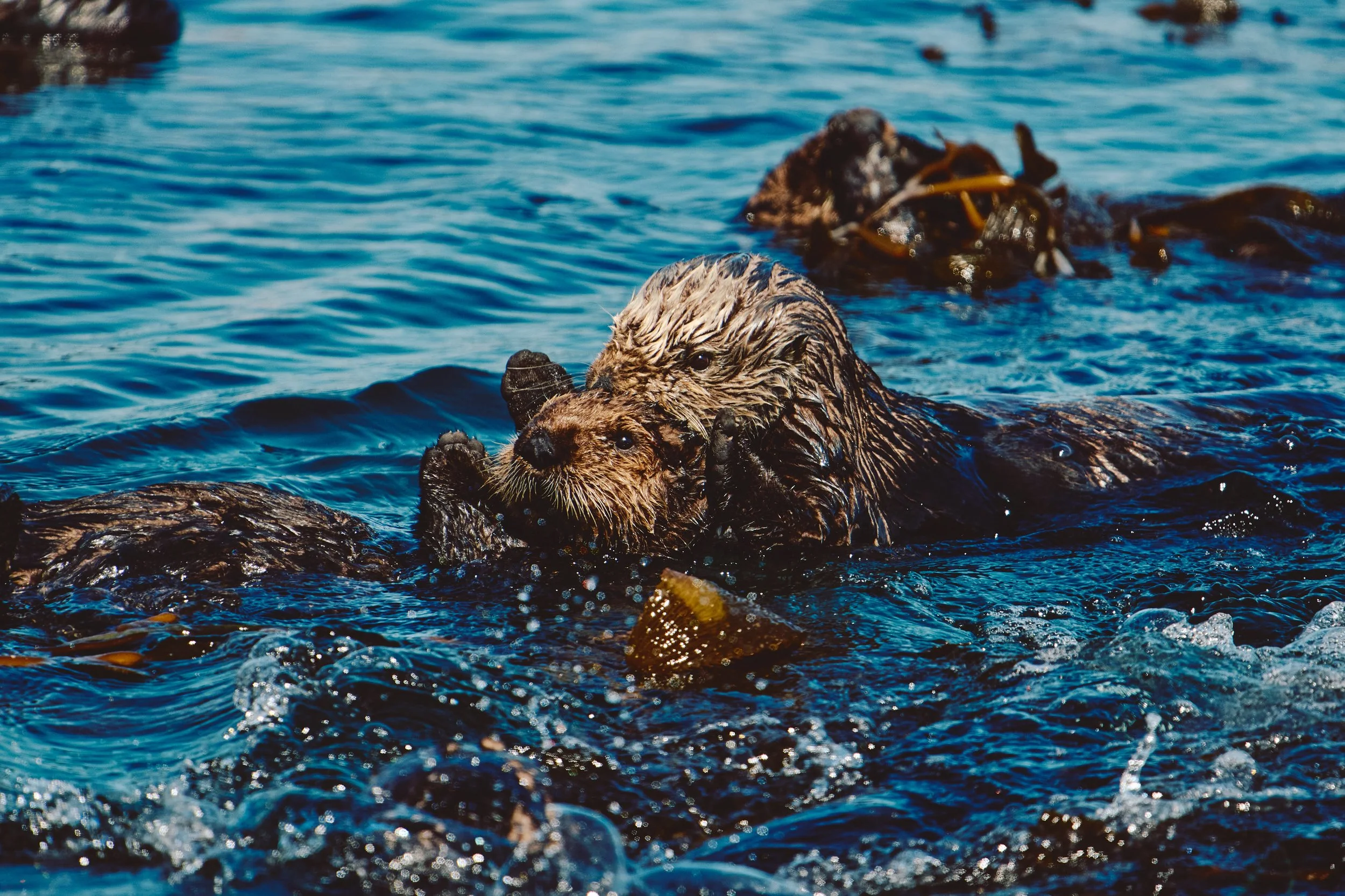Morro Bay WEB 291.jpg