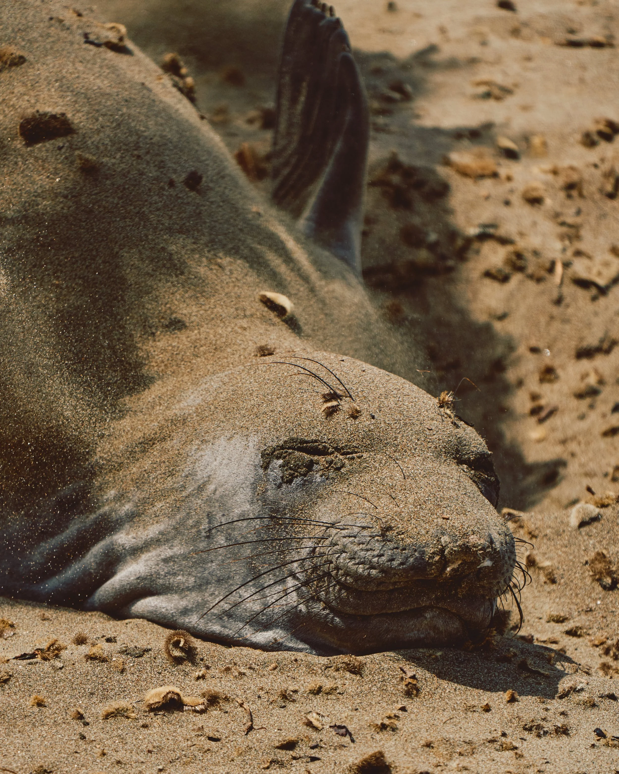 Morro Bay WEB 184.jpg