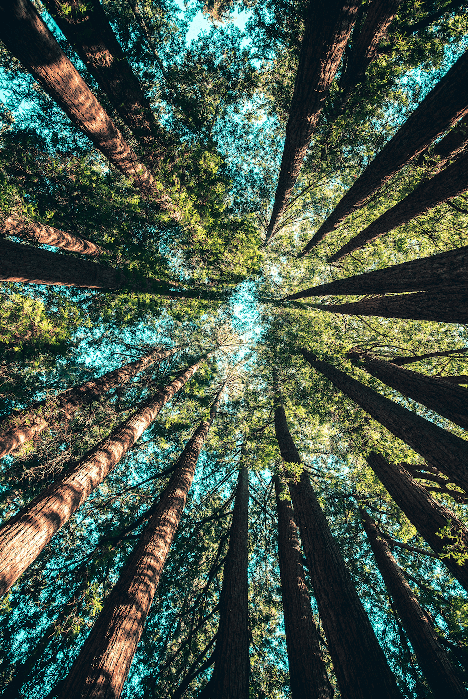 Looking up at tall pine trees in a forest canopy, illustrating how time in nature can support student focus, calm, and mental well-being.