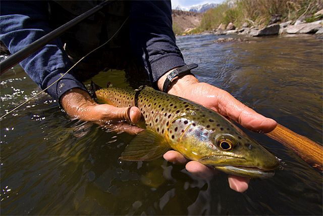 Lower Owens River Via Driftboat