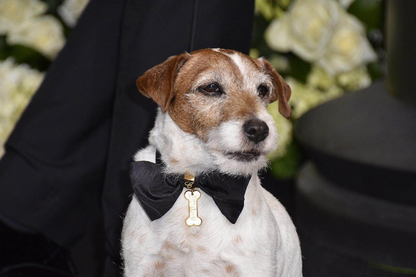 uggie-dog-the-artists-dies.jpeg