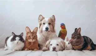 Pet Products - Farmers Market