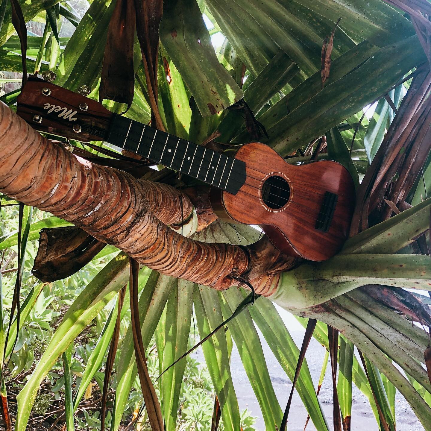 Happy Aloha Friday! 🌴 Where are some of your favorite places to play your Mele Ukulele? Tag us so we can see and share! 🤙🏾 #MeleNoKaOi #MeleUkulele #Mele #Ukulele #Uke #UkeLife #LuthierLife #LuckyWeLiveHawaii #MyAlohaTimes #AlohaVibes #IslandVibes