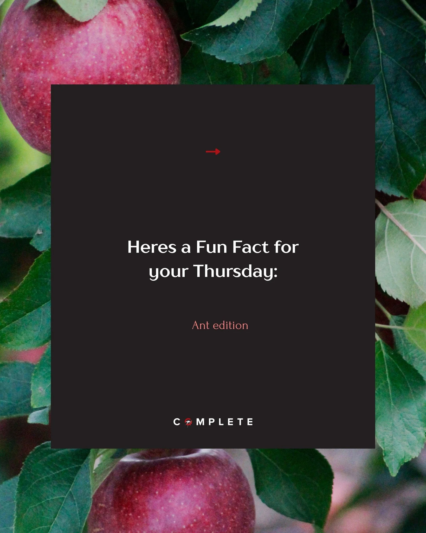🔍 Fun Fact Thursday! Did you know?

What's the most surprising pest fact you've heard? Share below! 👇

Contact us today to enquire about our comprehensive pest control solutions. 🏠✨