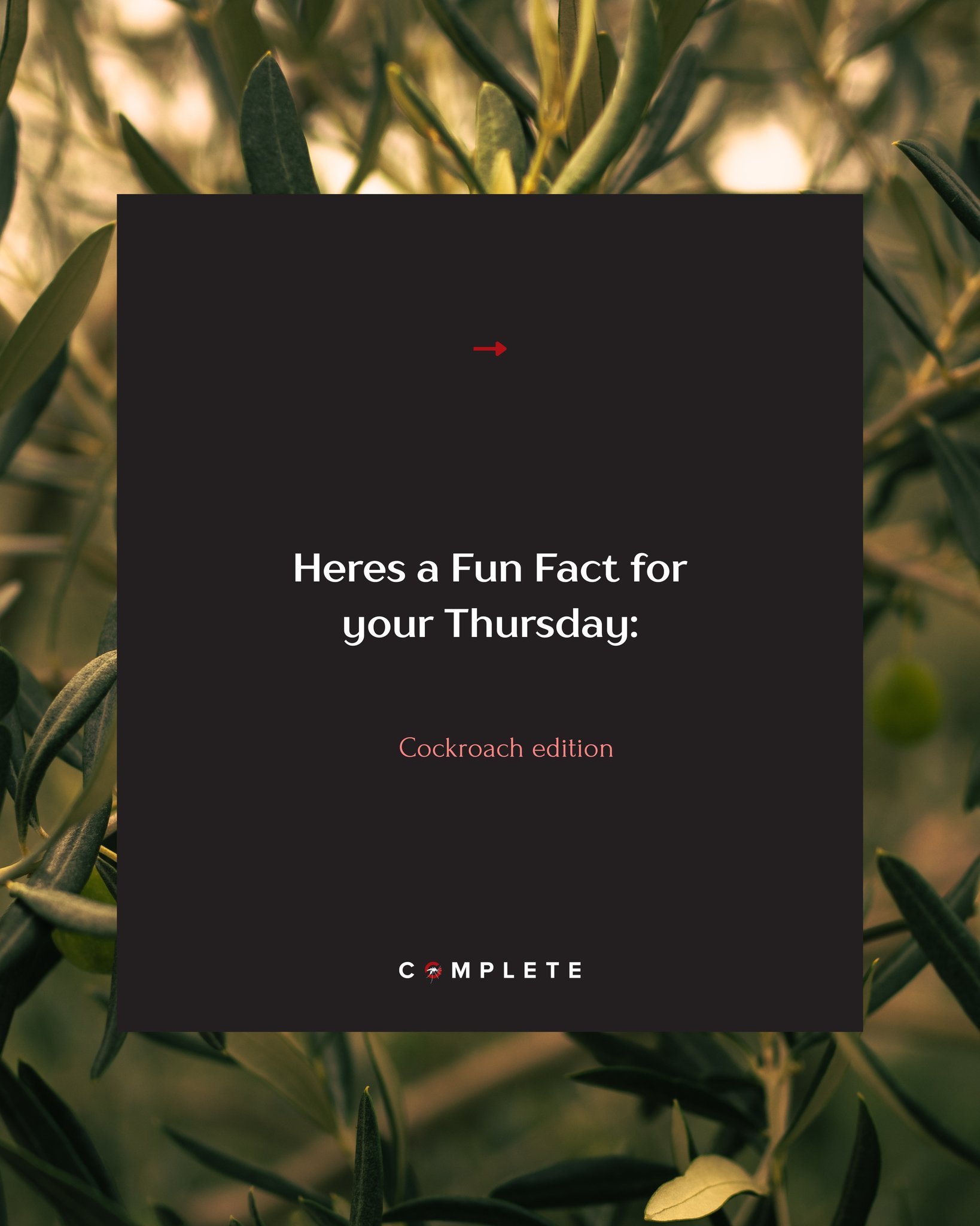 Fun Fact Thursday - Cockroach Edition! 🪳

No wonder they've been around for over 300 million years!

Contact Us:
📧info@compestpng.com | 📞+675 323 0111

#ComPestPNG #FunFactThursday #PestControl #CockroachFacts #CompletePestControl #PNGBusiness #Po