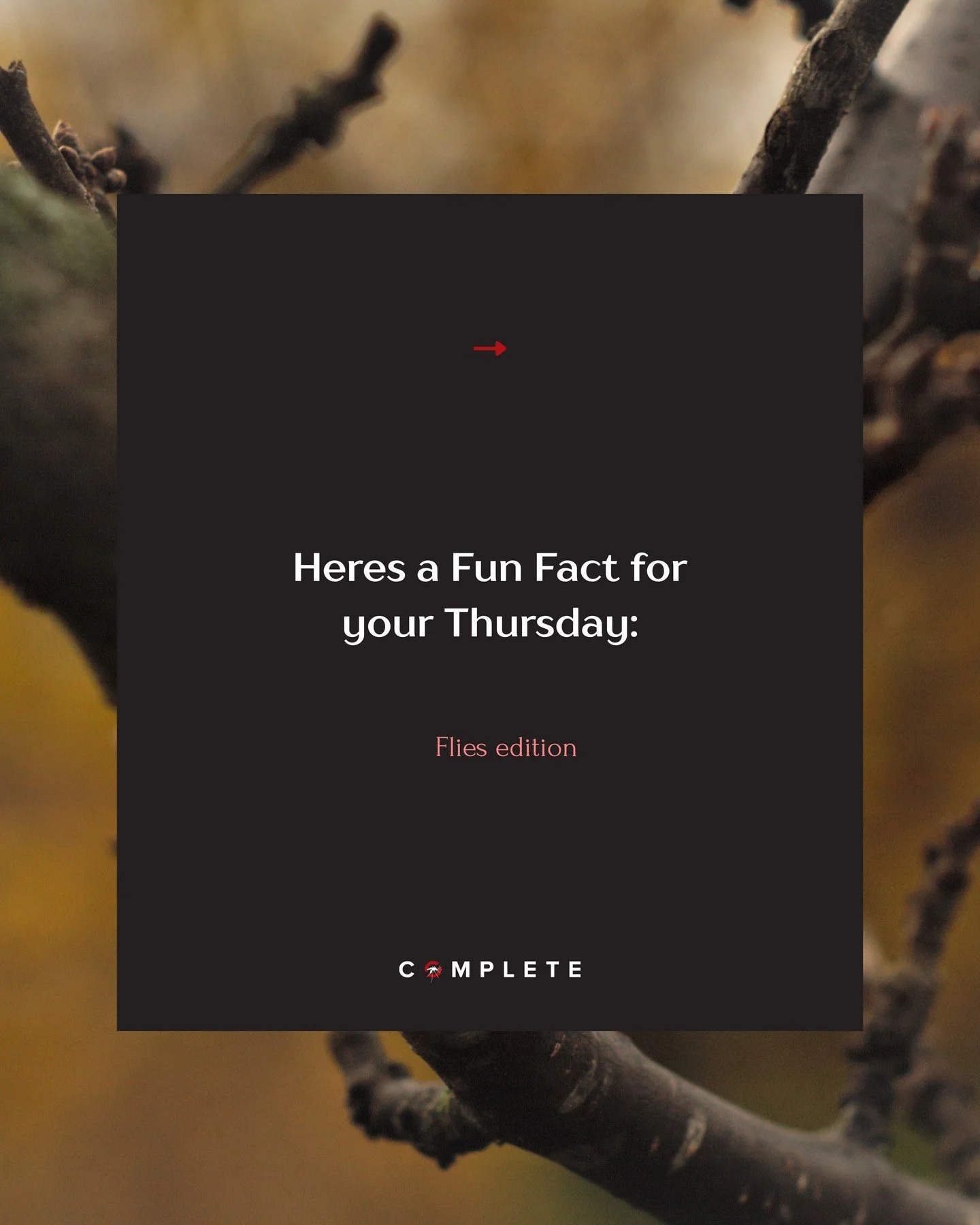 🪰 Fun Fact Thursday: Flies Edition! 🪰

Got a fly problem buzzing around? 
Give us a call! 📞

#FunFactThursday #PestControl #PortMoresby #PNGBusiness

#FunFactThursday #PestControl #PortMoresby #PNGBusiness #FlyFacts #CompletePestControl #LocalHero