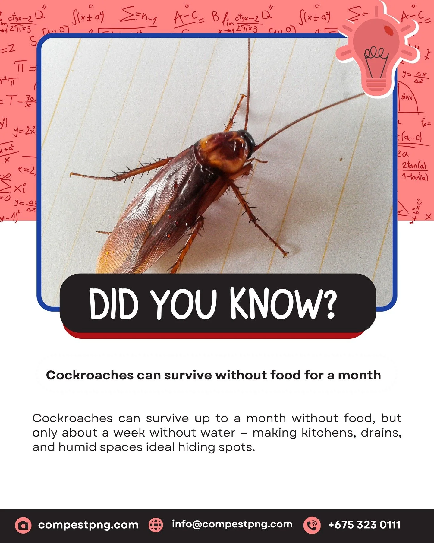 That&rsquo;s why early prevention and professional pest control are essential to keeping your home or business pest-free.

If you&rsquo;re noticing signs of cockroaches around your property, it may be time for a professional inspection.
