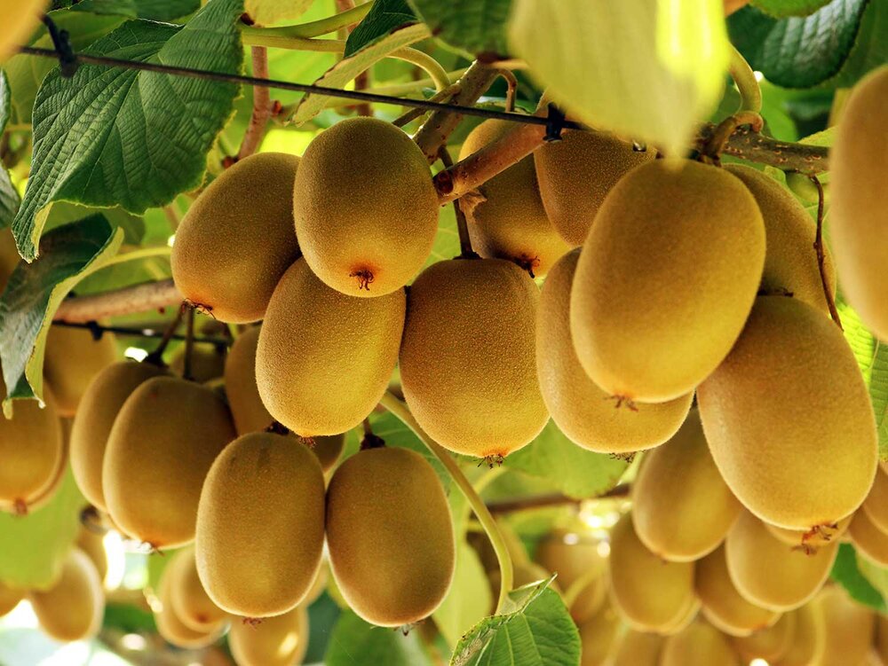 zest-kiwifruit.jpg