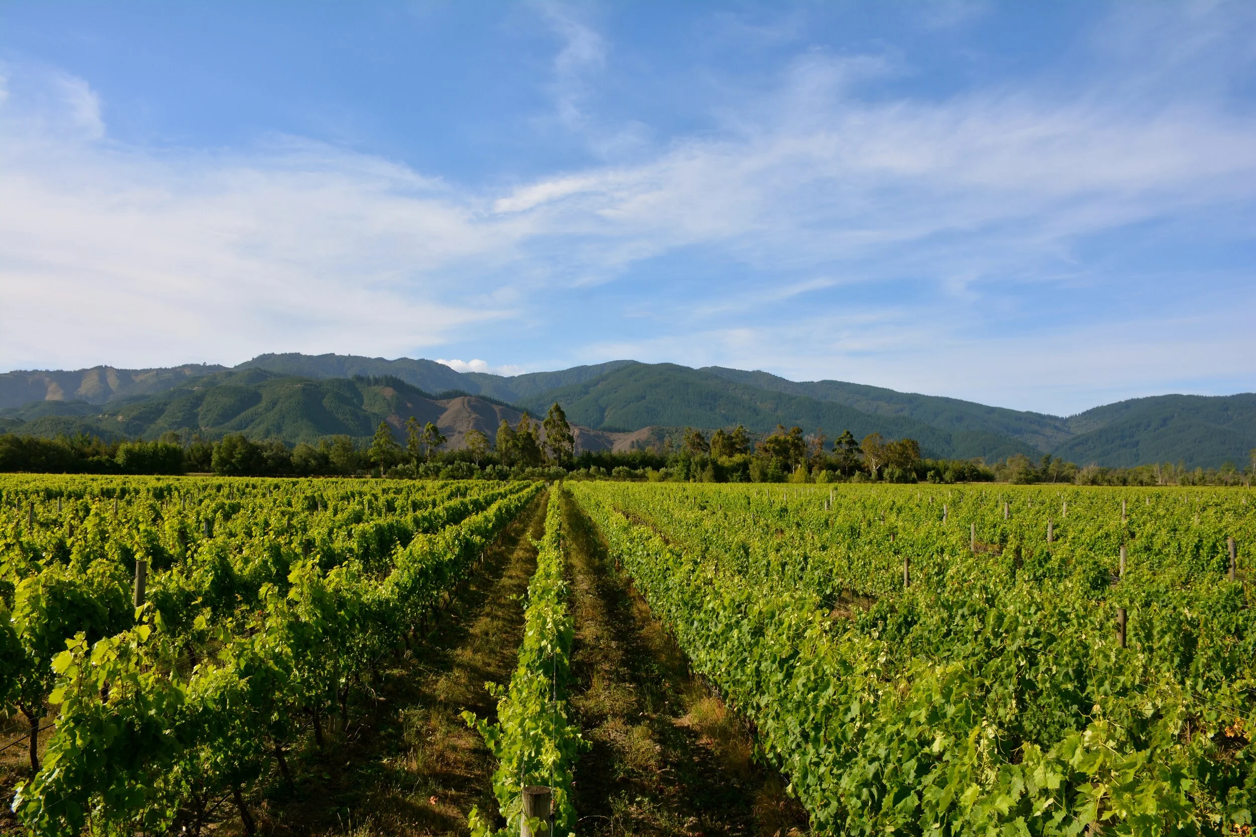 Organics Winegrowers NZ: Talking Points on the Organic Products Bill