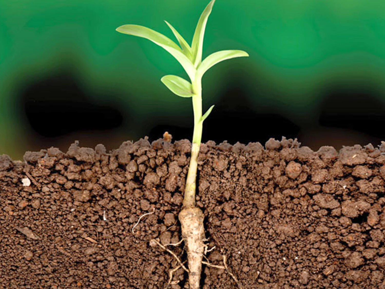 5 Minutes With Organic Scientist Ehsan Toosi