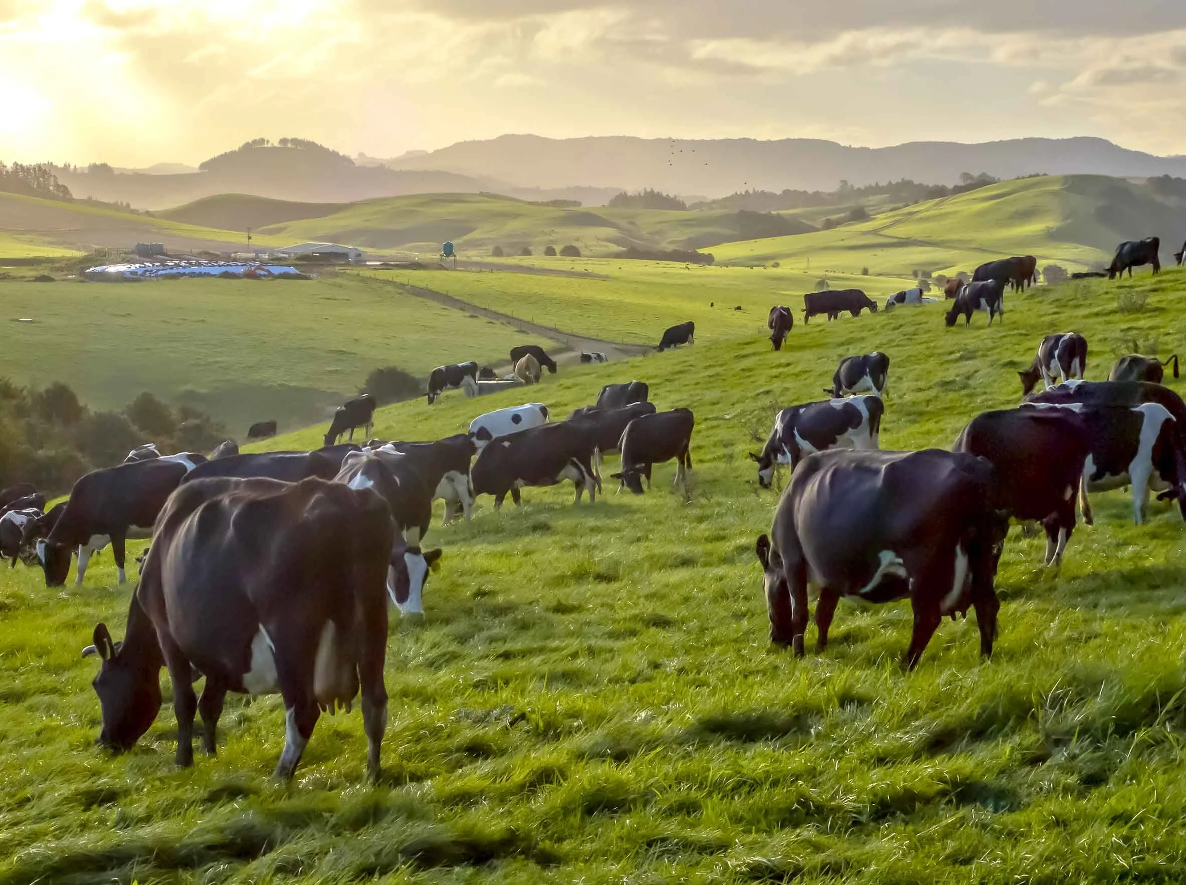 Aotearoa’s 10 Best Organic Stories of 2020