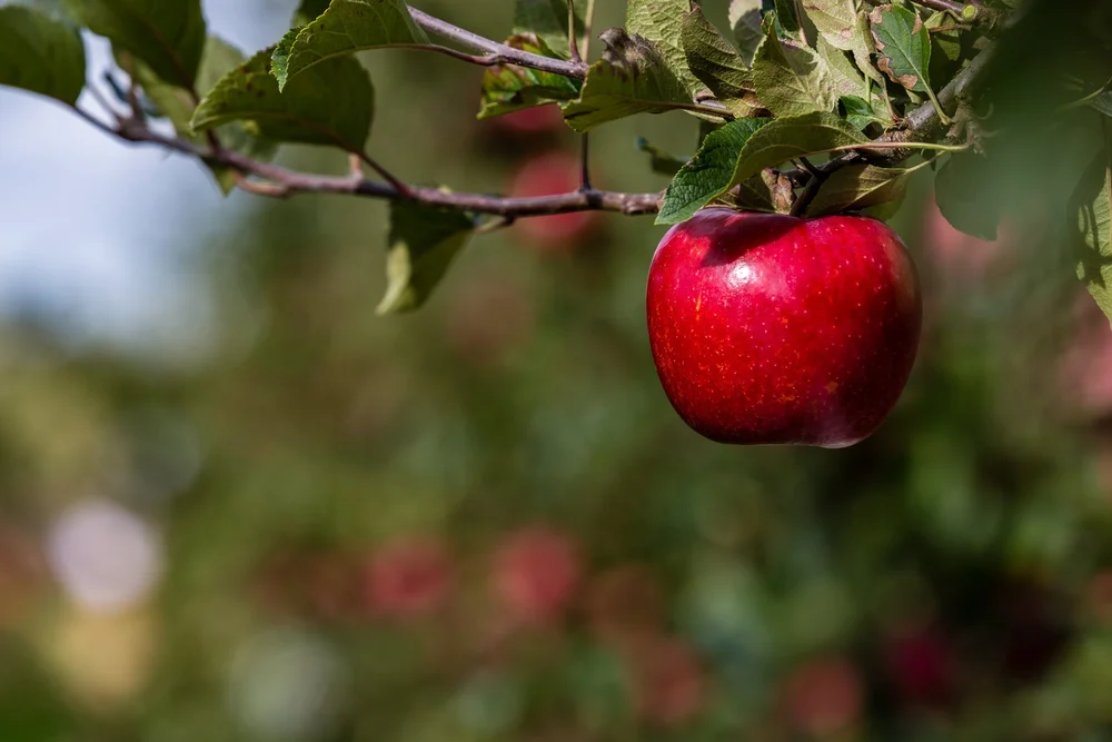 bostocks apple 1.jpeg