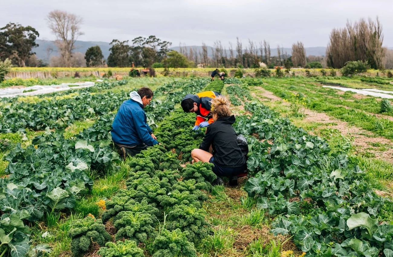 Organic Case Study: Wholegrain Organics - Growing People, Plants and Soil