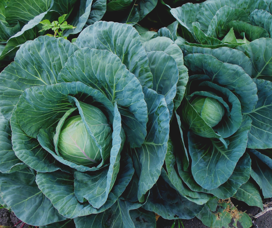We are committed to growing the organic sector