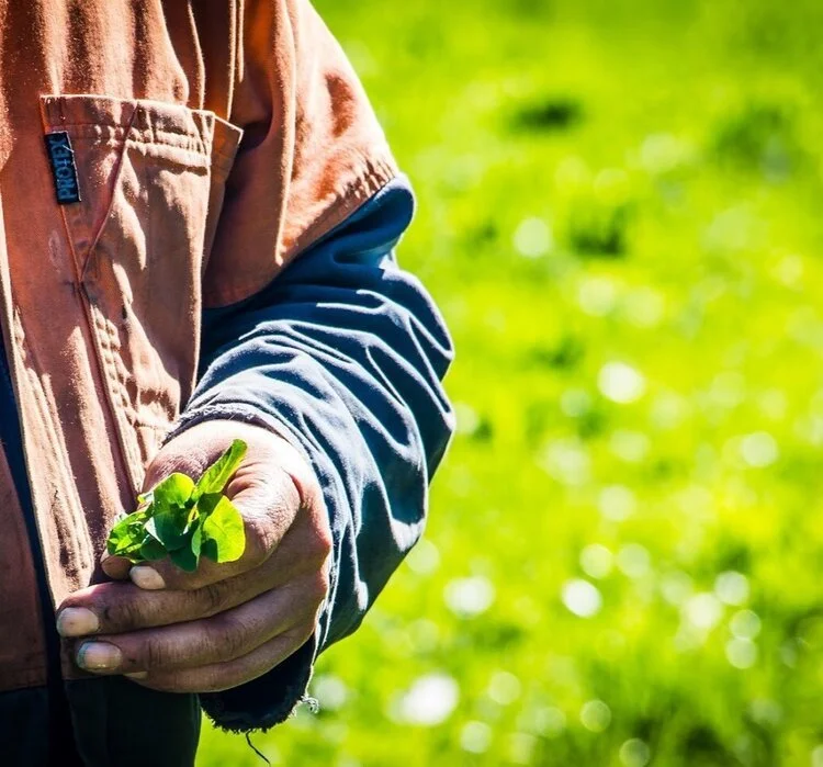 IMG_9230 calm the farm.jpeg