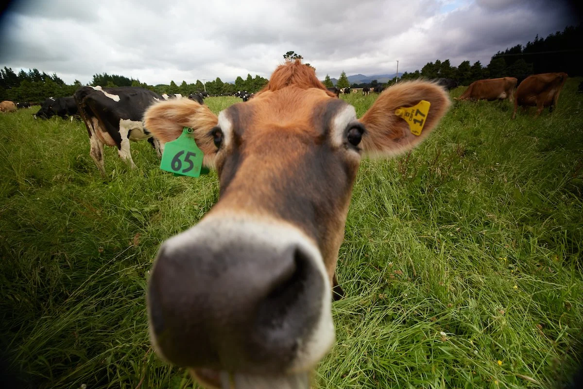 MEMBER CASE STUDY: Calm The Farm - New Environmental Finance Solutions