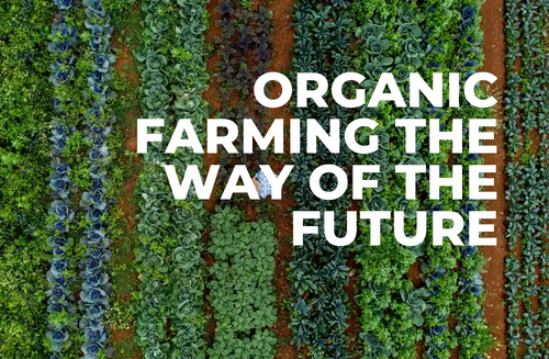 Farming Organically the Way of the Future by Philippa Jamieson