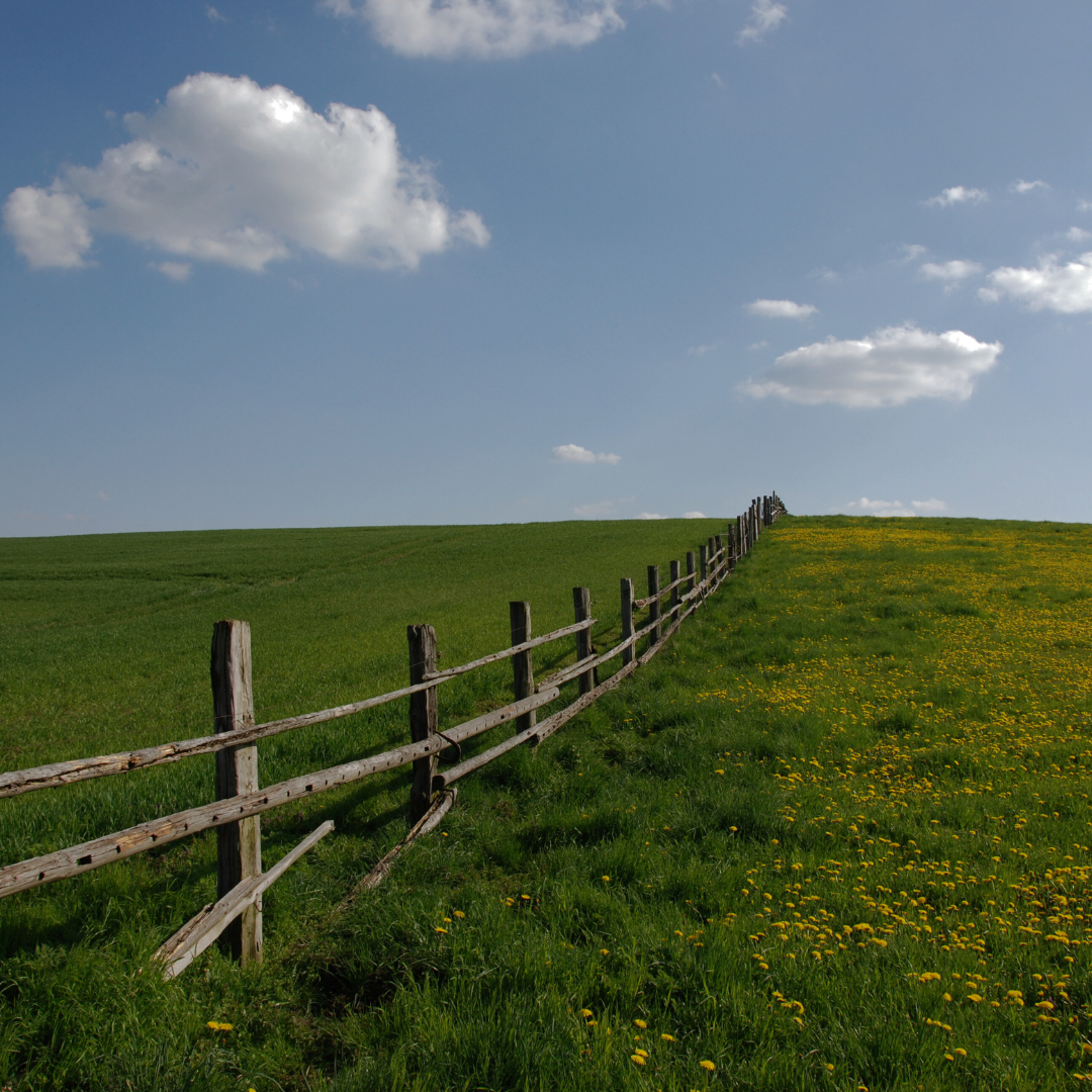 From the Paddock: Stories from Organic Farmers across Aotearoa New Zealand