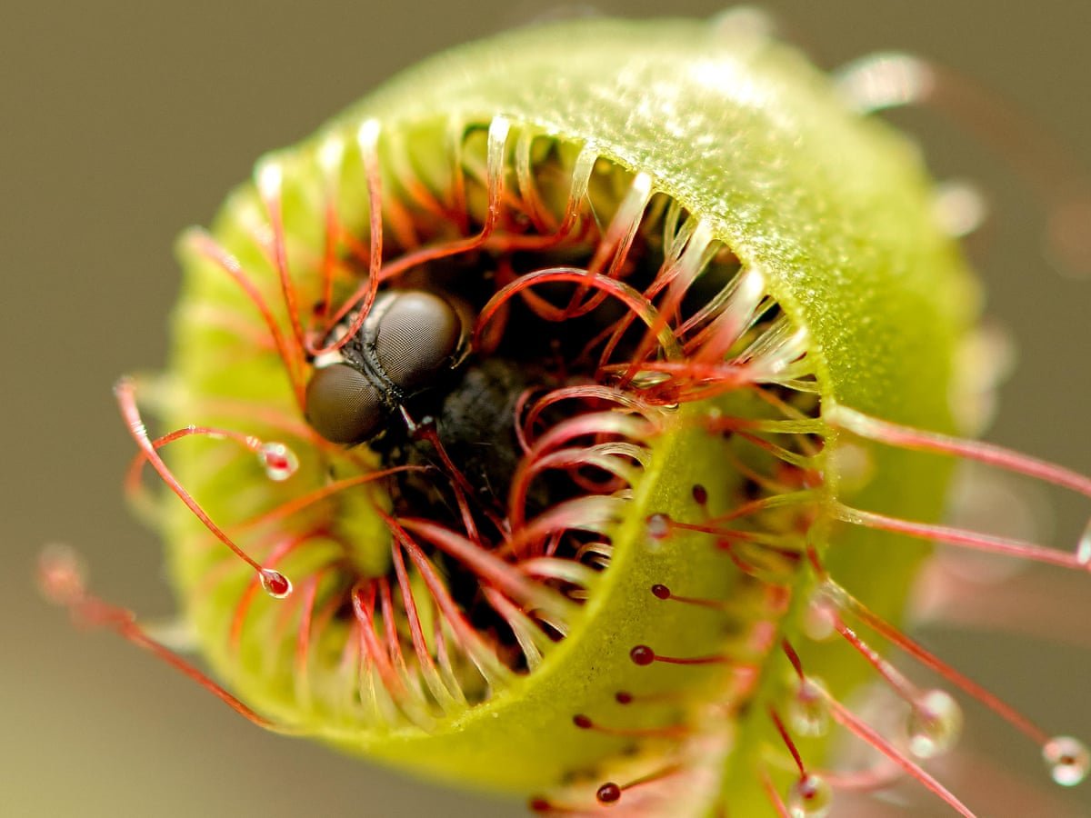 The Fascinating World of Carnivorous Plants — Nature Links for Lifelong  Learning