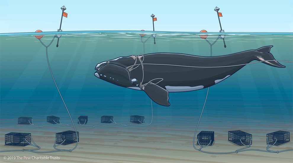 Can The Lobster Industry Save Right Whales? — Nature Links for Lifelong  Learning