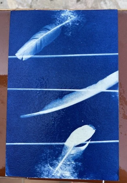 Cyanotype Feathers.jpeg